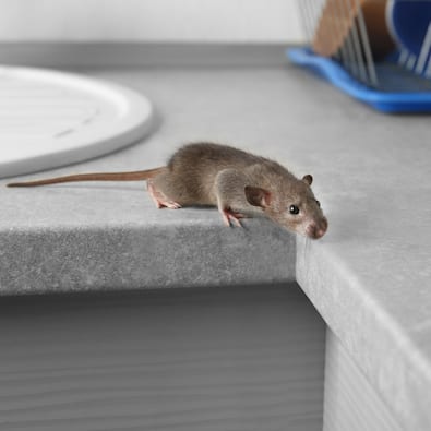 How to Get Rid of Mice