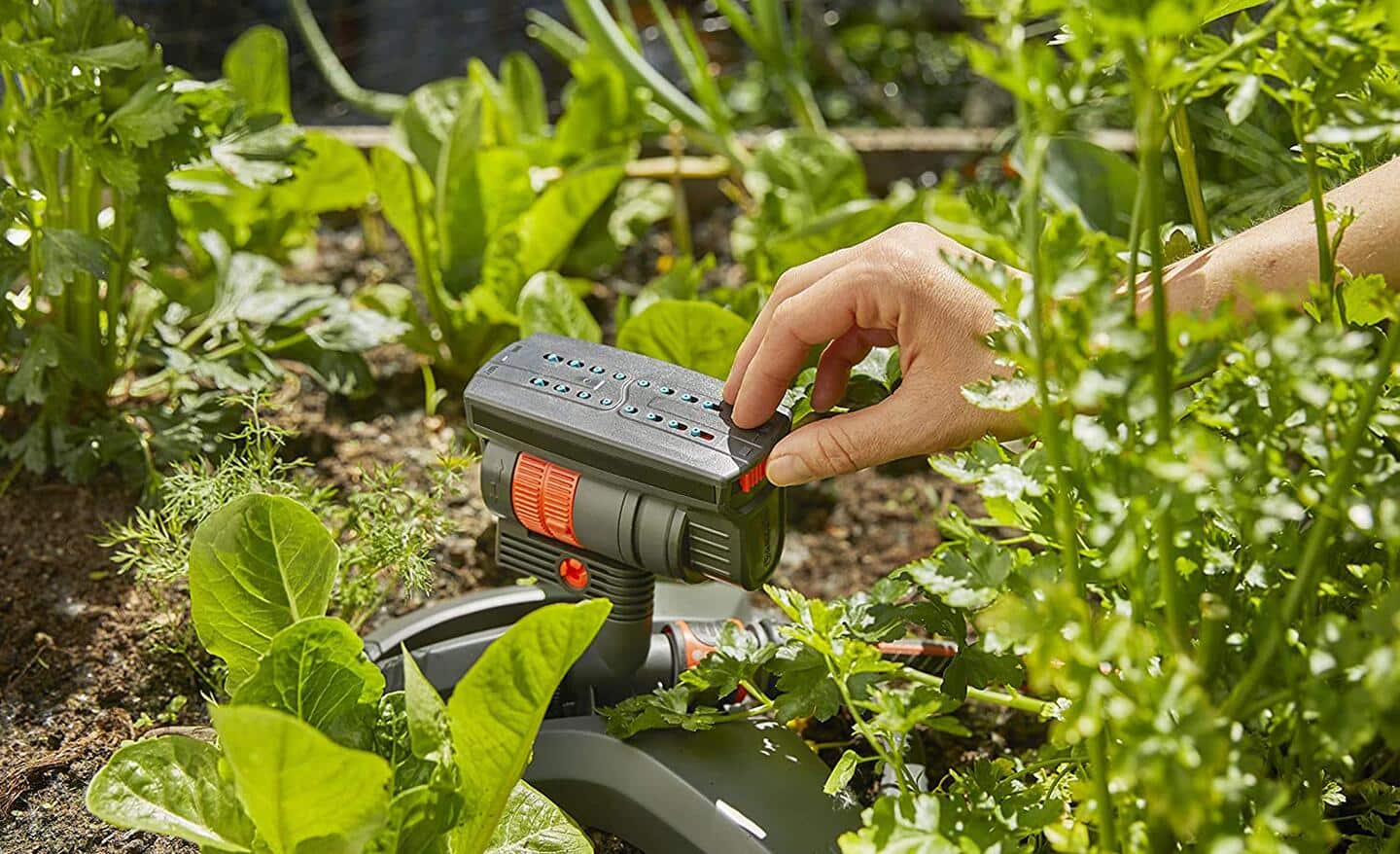 Gardener sets irrigation timer attached to a hose in a garden bed