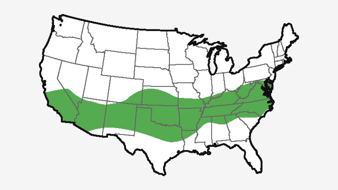 Transitional Grass Types Transitional Grass Types