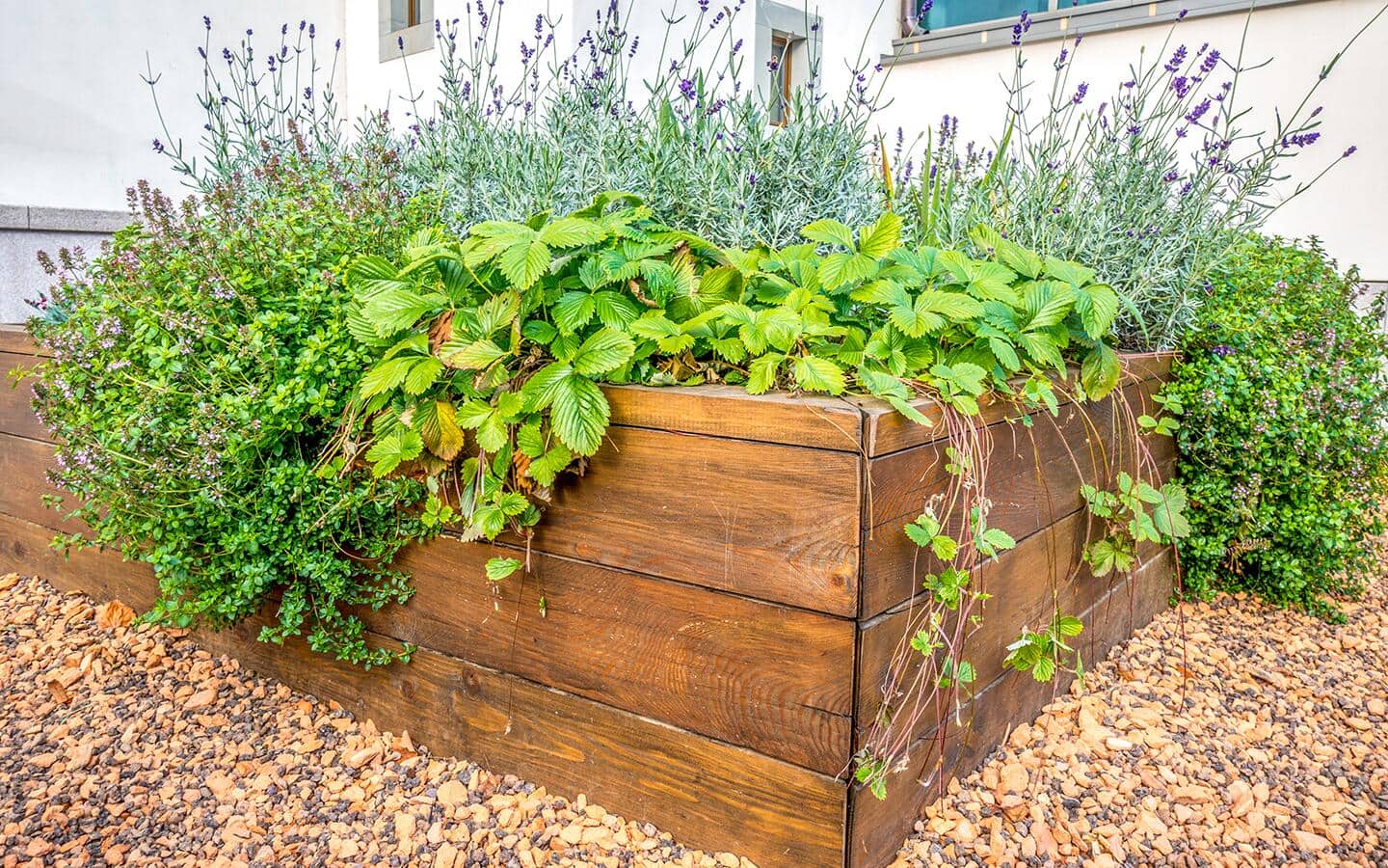 Plants spilling over the edge of a raised garden bed