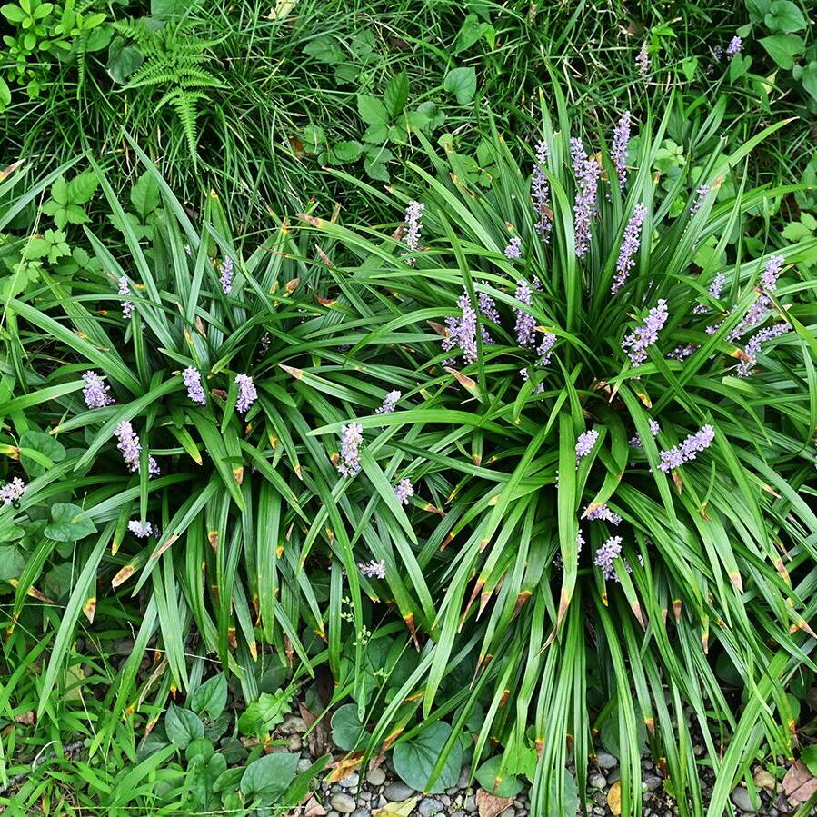 Image for Shop Monkey Grass
