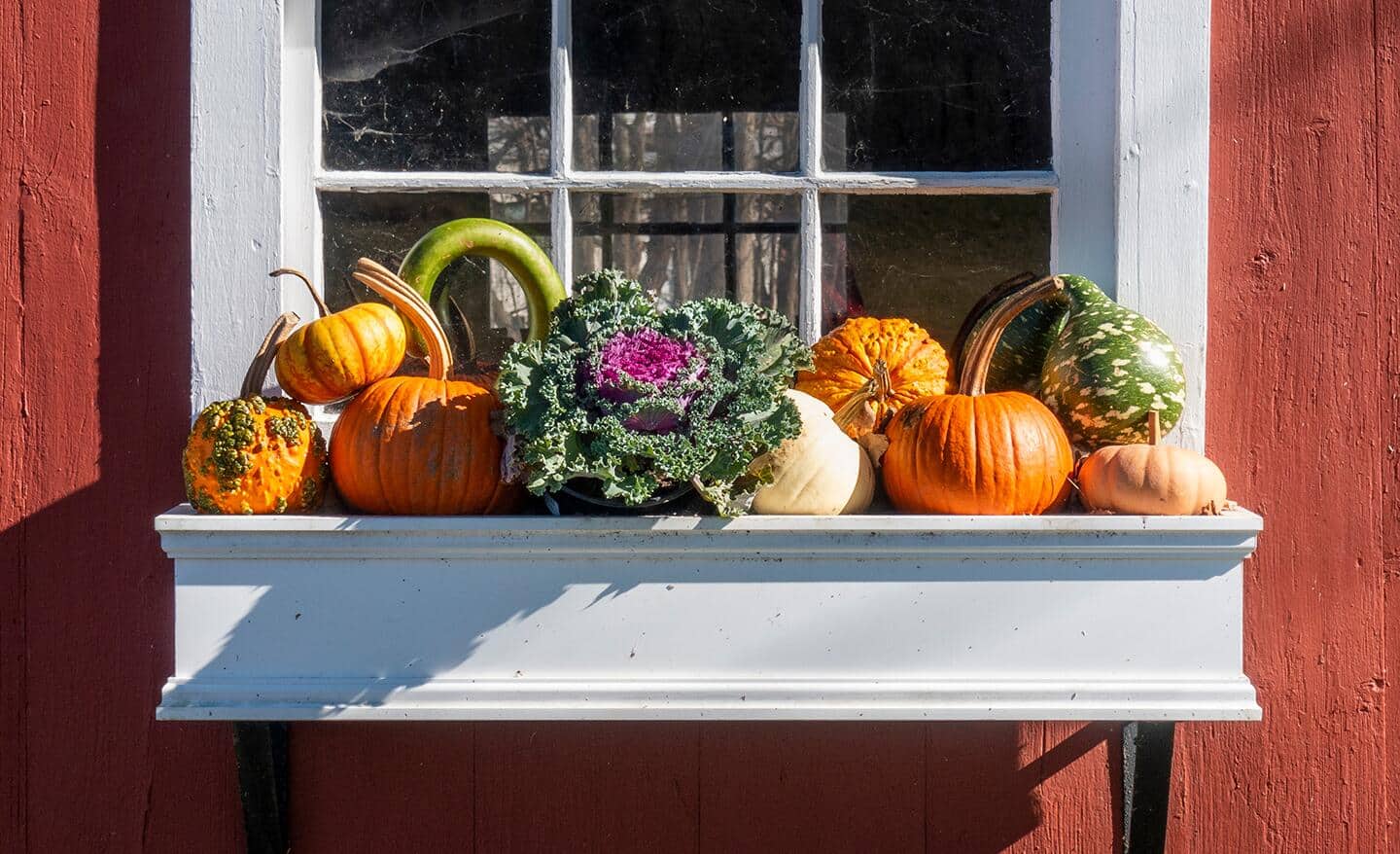 Flowering kale in a window box display with pumpkins Flowering kale in a window box display with pumpkins