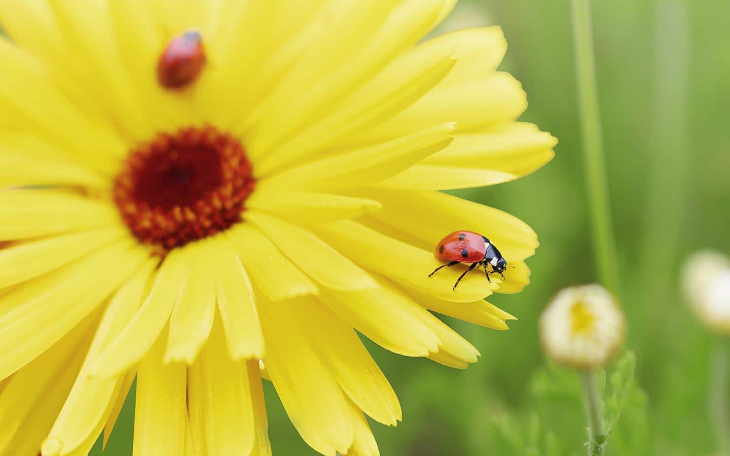An orange, black and white lady beetle on a yellow flower bloom.