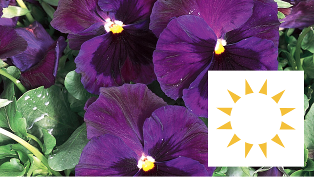 Annuals for Full Sun Annuals for Full Sun