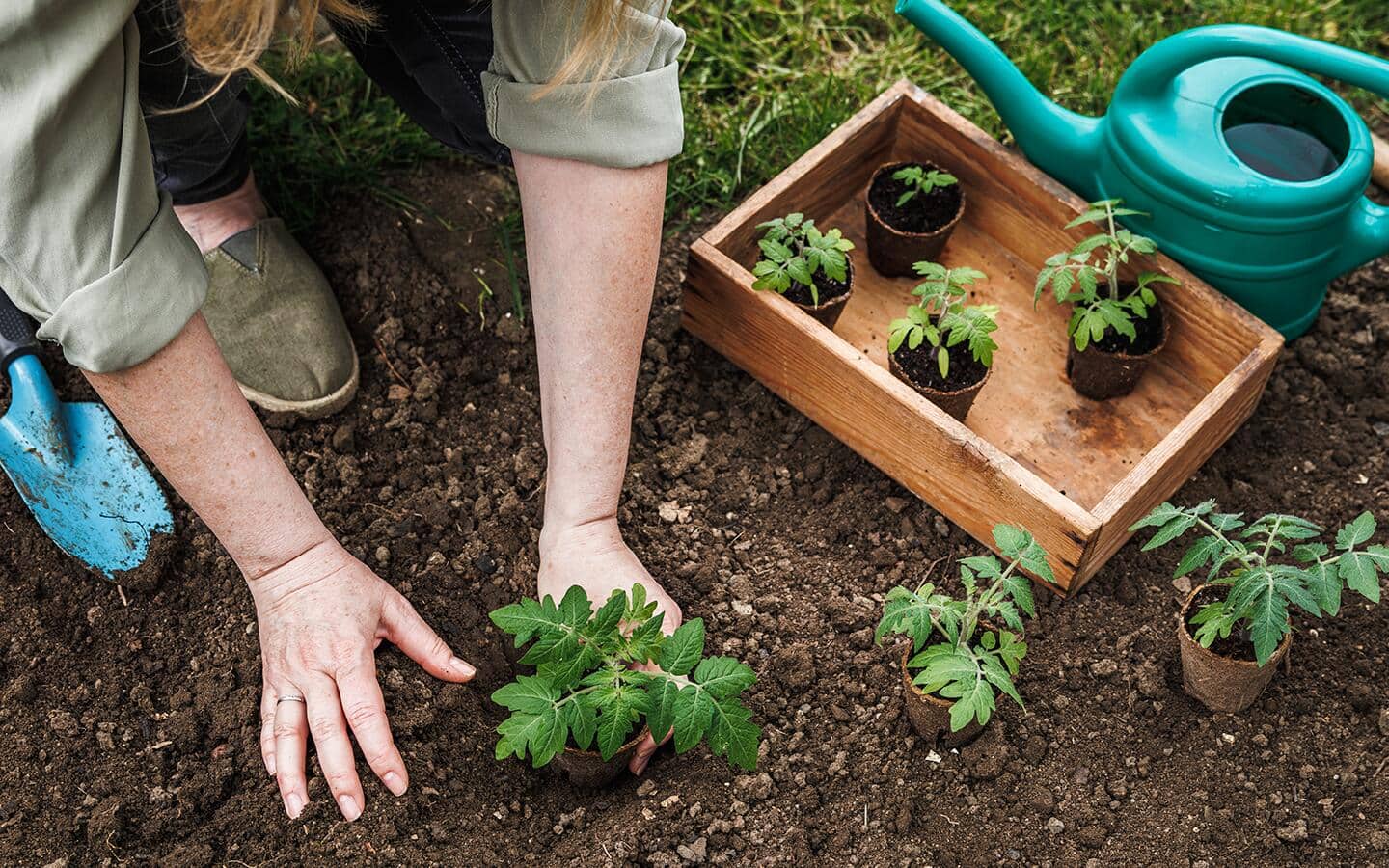 Gardener planting tomato seedlings in a garden bed Gardener planting tomato seedlings in a garden bed