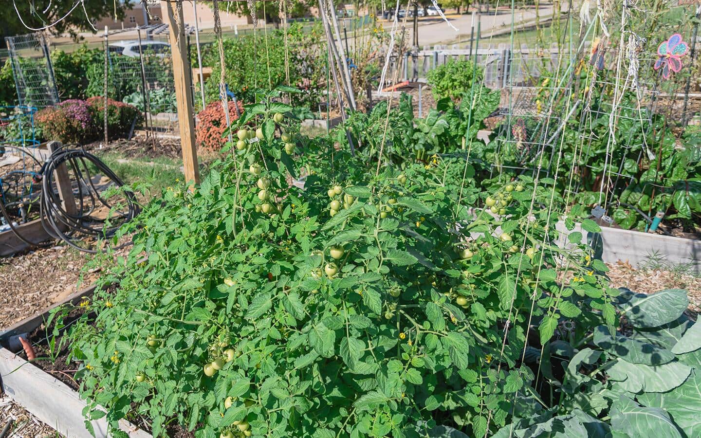 Tomato vines on a trellis in a vegetable garden