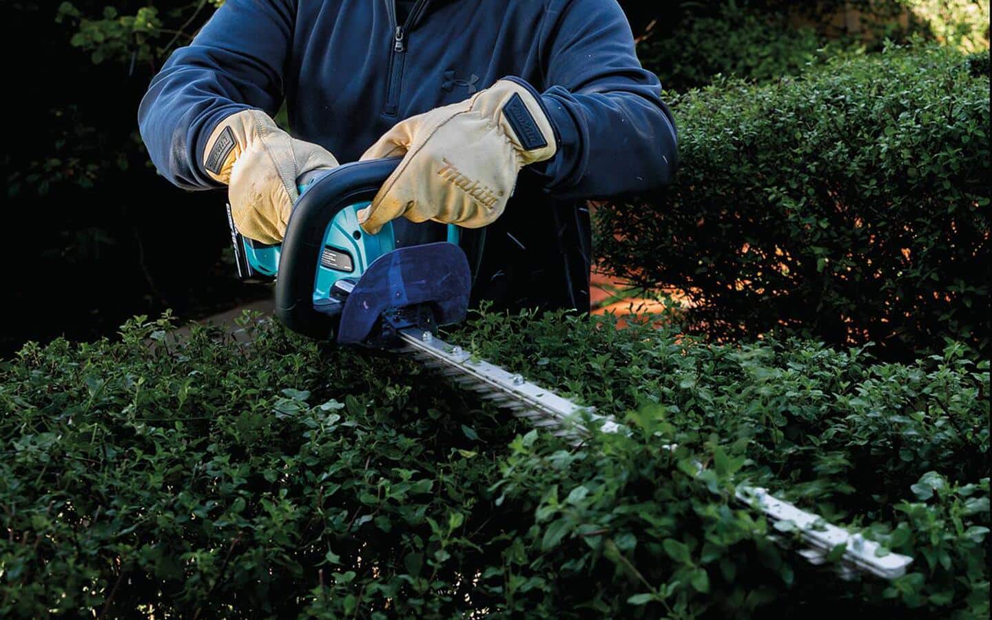 Someone trimming the top of a shrub in a yard. Someone trimming the top of a shrub in a yard.