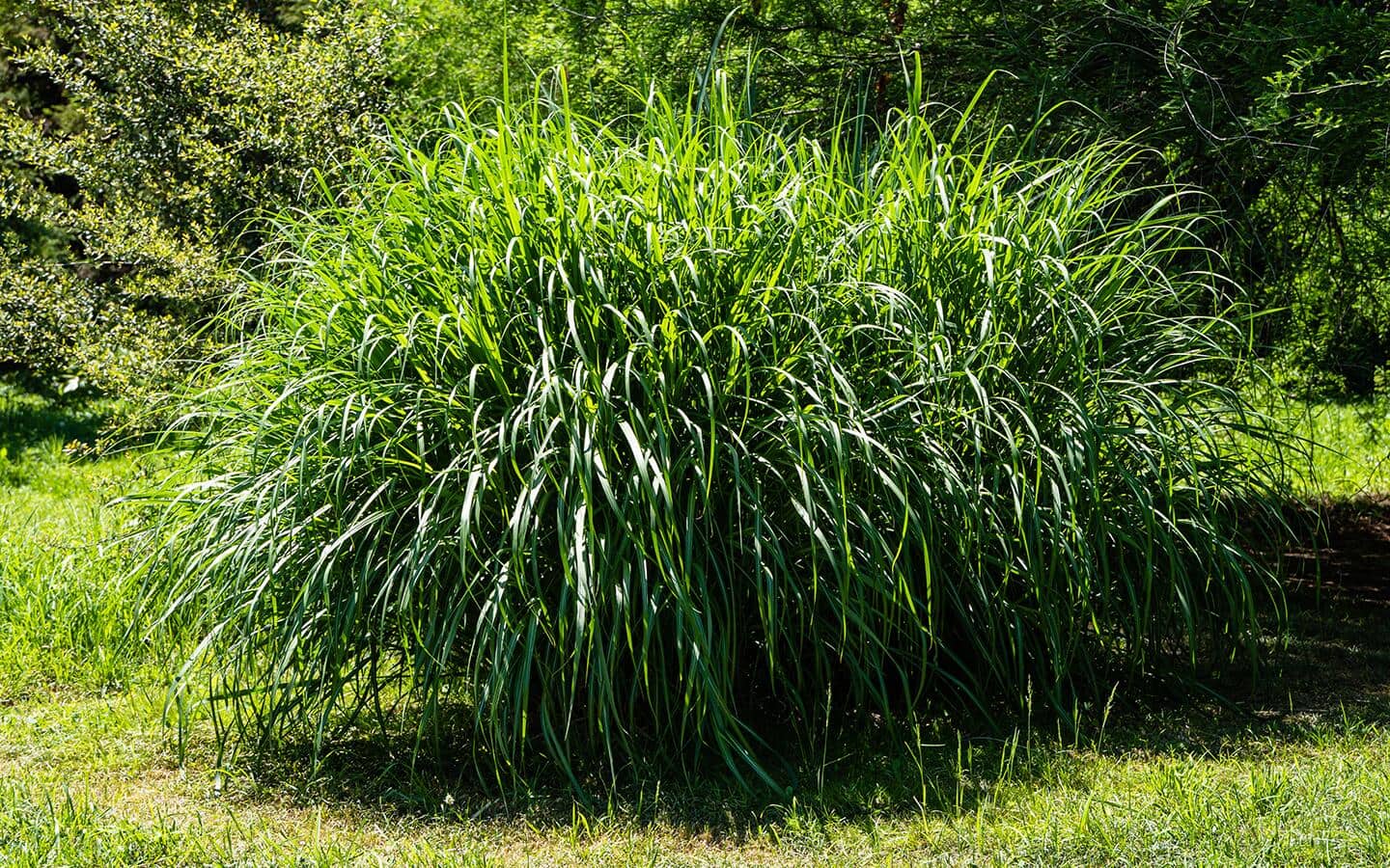 A clump of maiden grass in a garden A clump of maiden grass in a garden