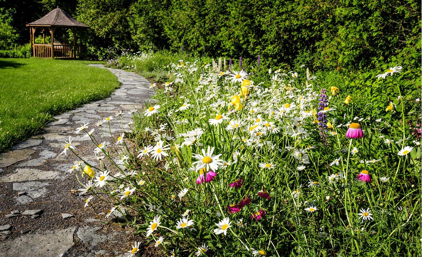 Daisies and wildflowers blooming beside a garden path