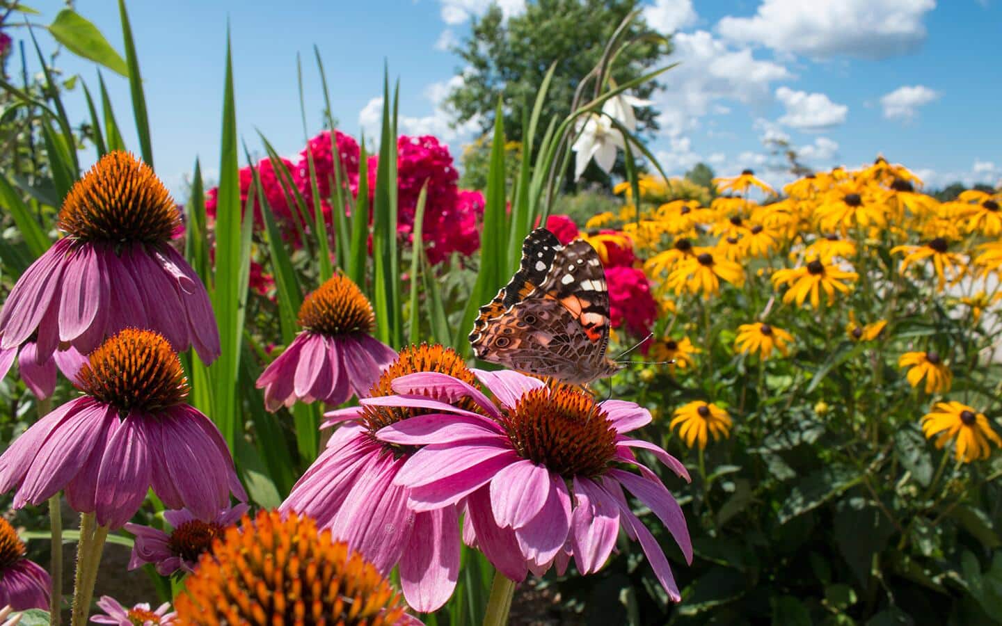 Pink echinacea and brown-eyed Susans in a summer flower garden