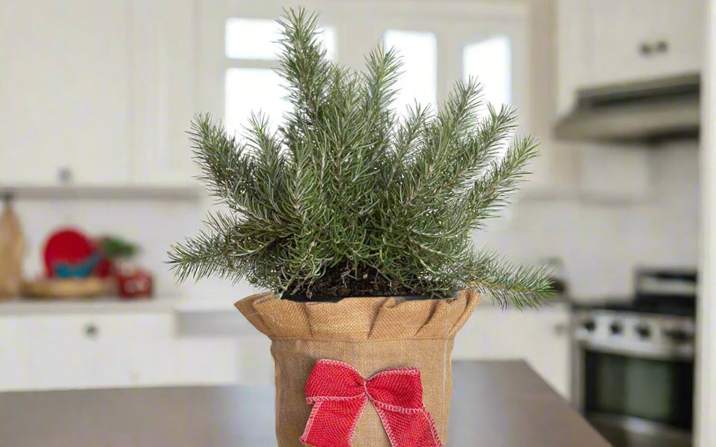 Rosemary plant in a burlap planter with a red bow sitting on a kitchen counter Rosemary plant in a burlap planter with a red bow sitting on a kitchen counter