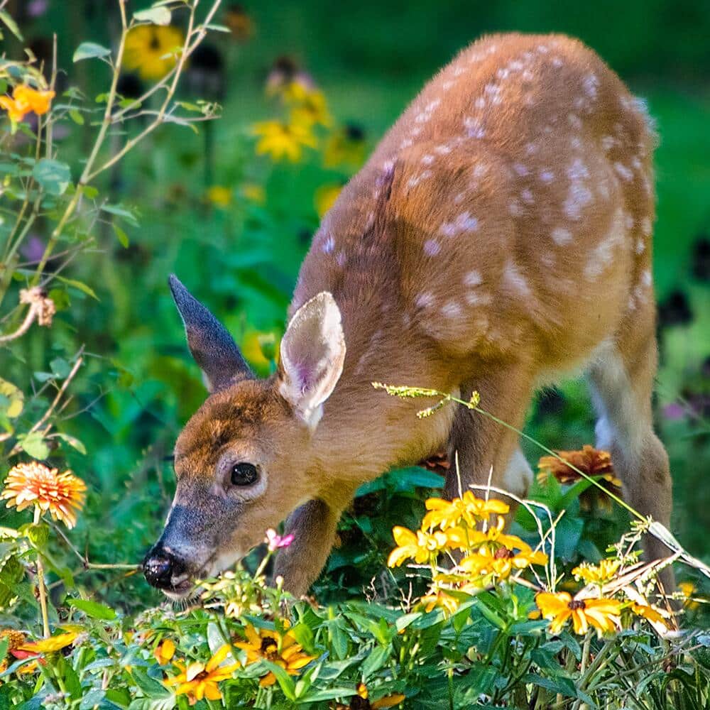 How to Protect Plants from Deer 