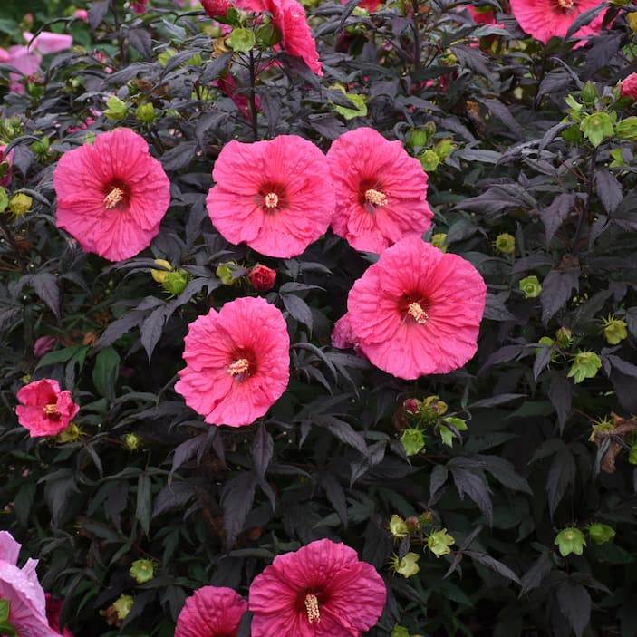 Hibiscus 