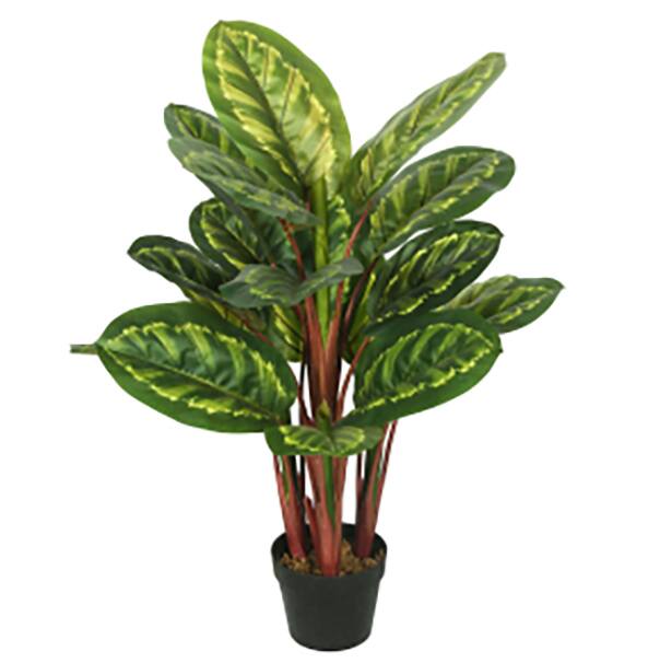 Image for Dog Safe Indoor Plants