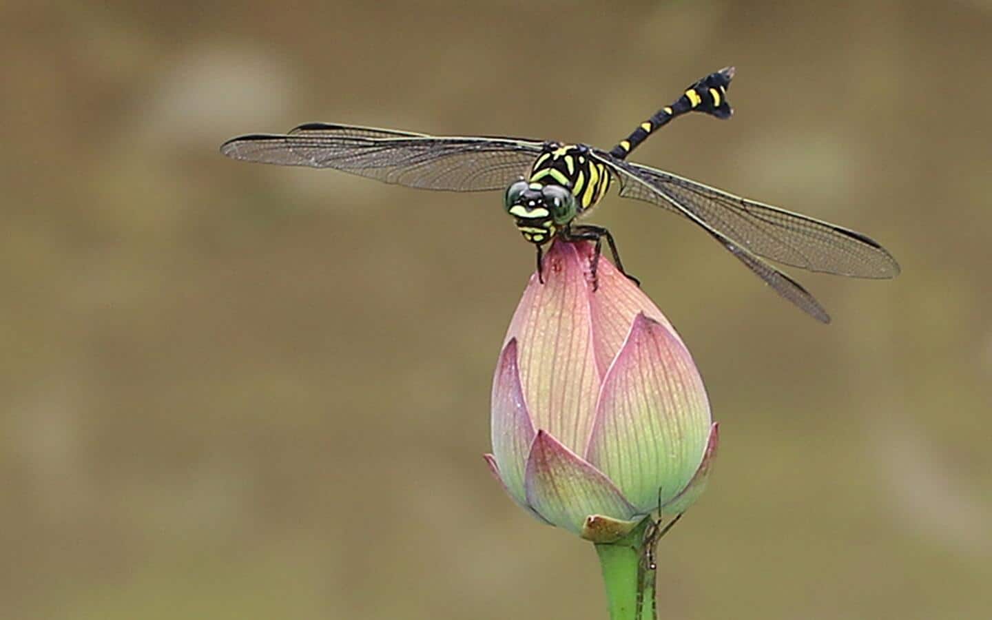 A yellow and black dragonfly perched on a pink and green rosebud.