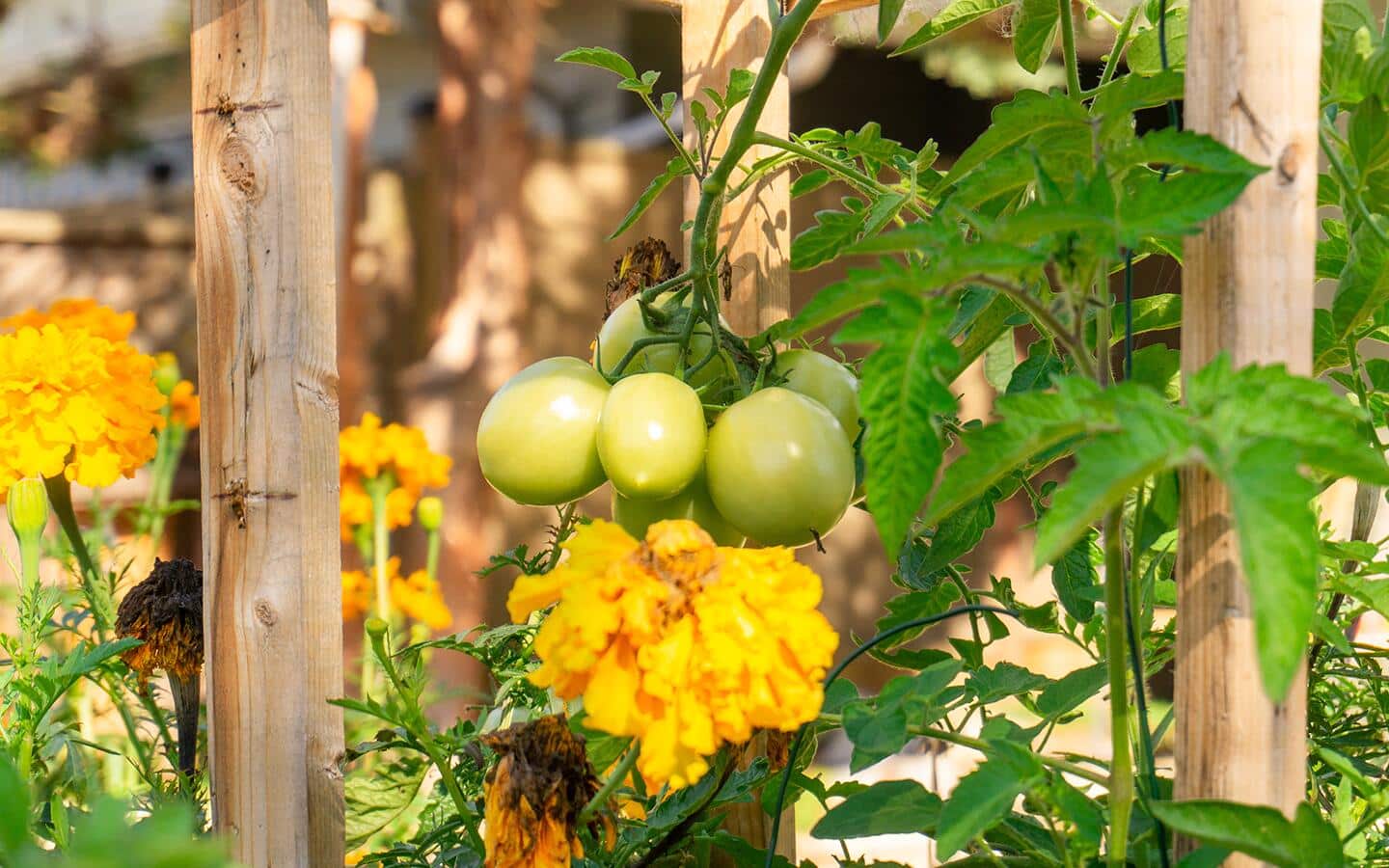Tomatoes on the vine and yellow marigolds blooming in a summer garden