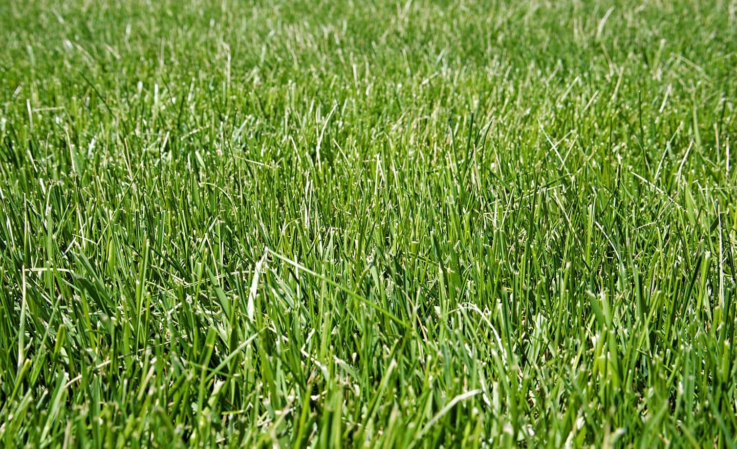 Fescue grass lawn