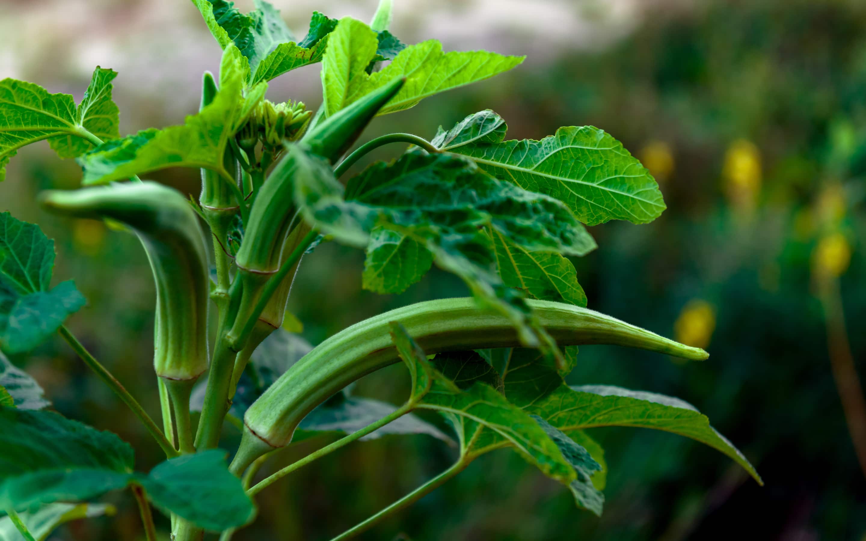 Okra in the vegetable garden