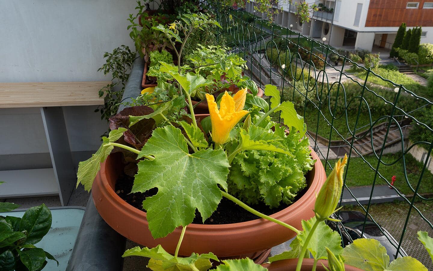 A squash plant with a bloom in a container in a patio garden A squash plant with a bloom in a container in a patio garden