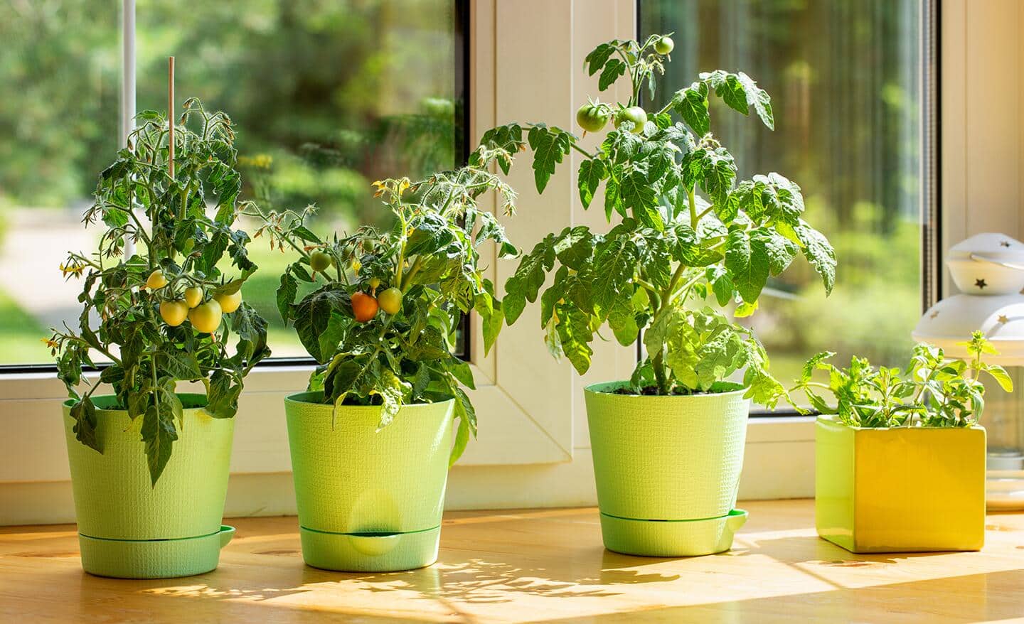 Vegetables growing in containers in a window