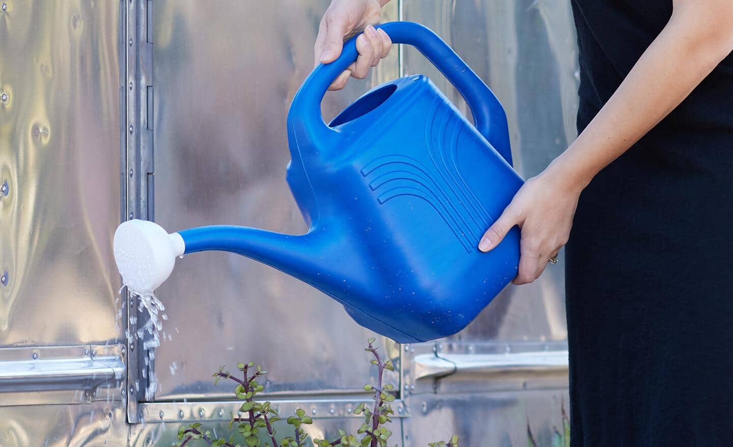 Gardener pours water from a blue plastic watering can onto garden plants