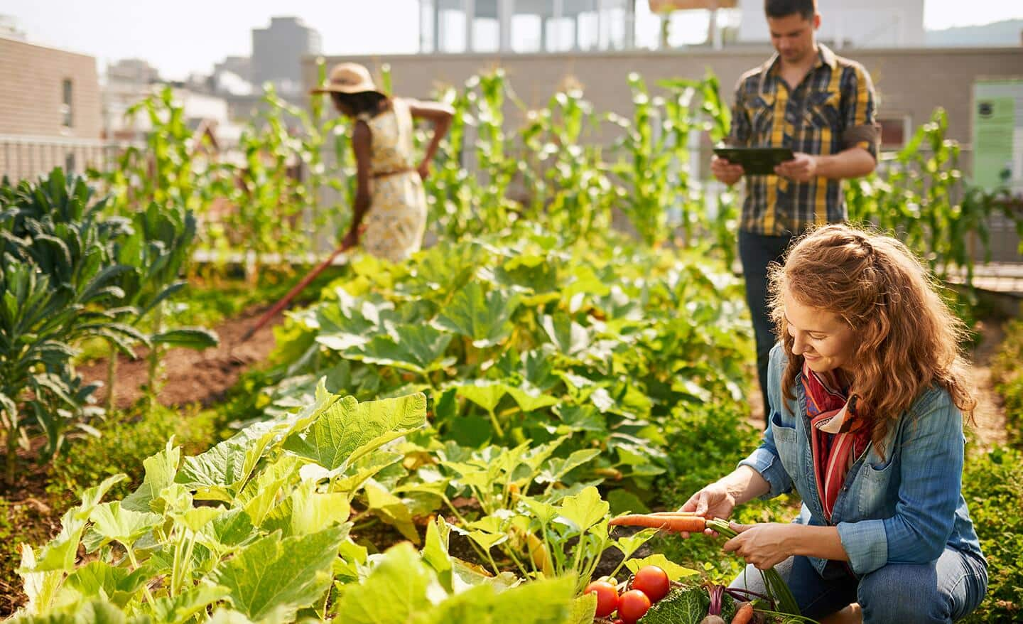 People working in a vegetable garden.