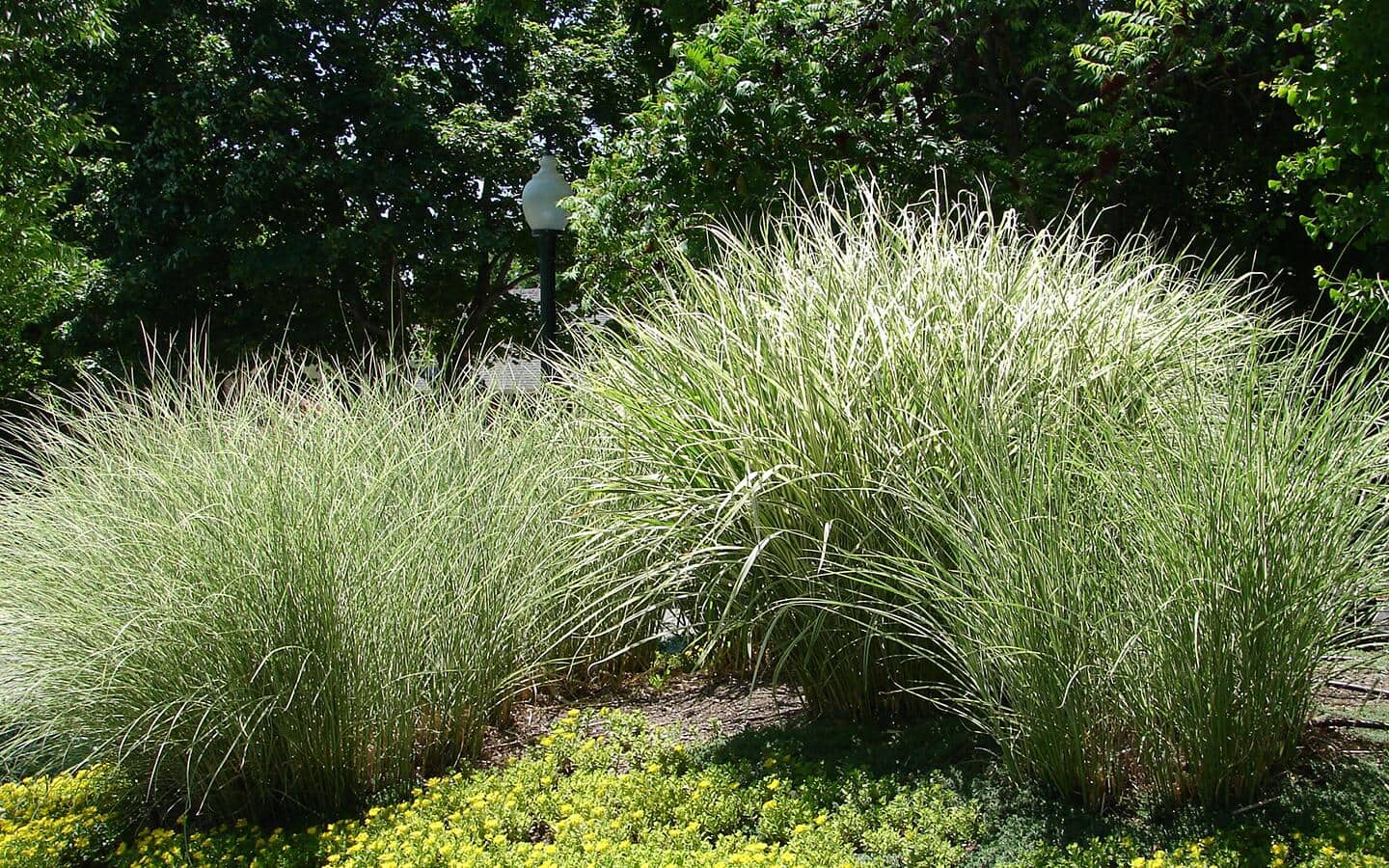 Ornamental grass thrives in hot, humid conditions. Ornamental grass thrives in hot, humid conditions.