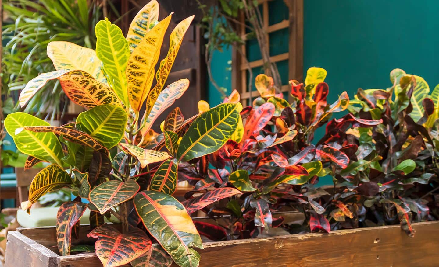 Colorful croton plants in a window box planter Colorful croton plants in a window box planter