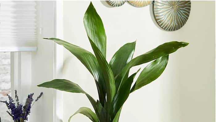 Image for Tropical Indoor Plants