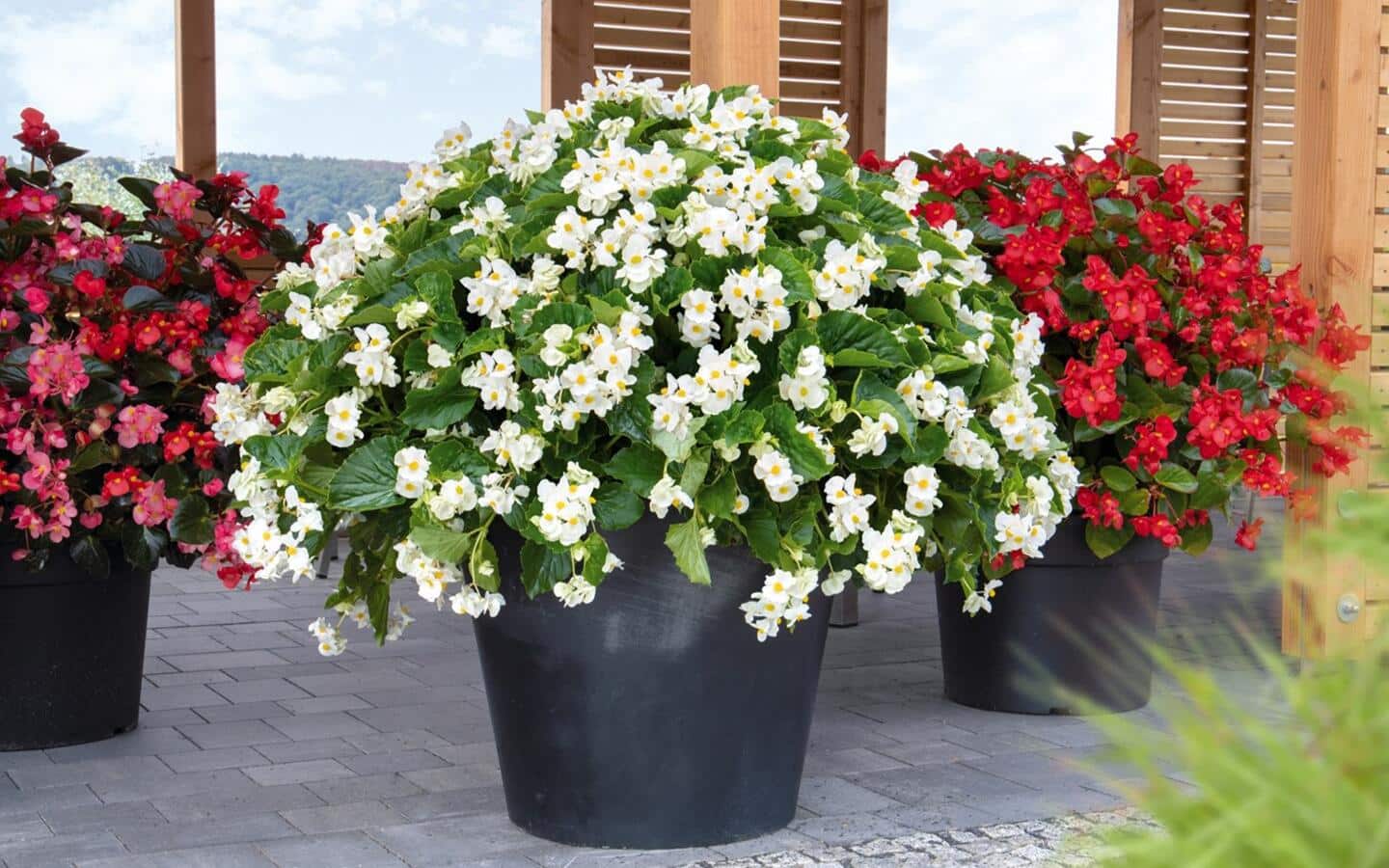 White and red begonias in planters on a deck