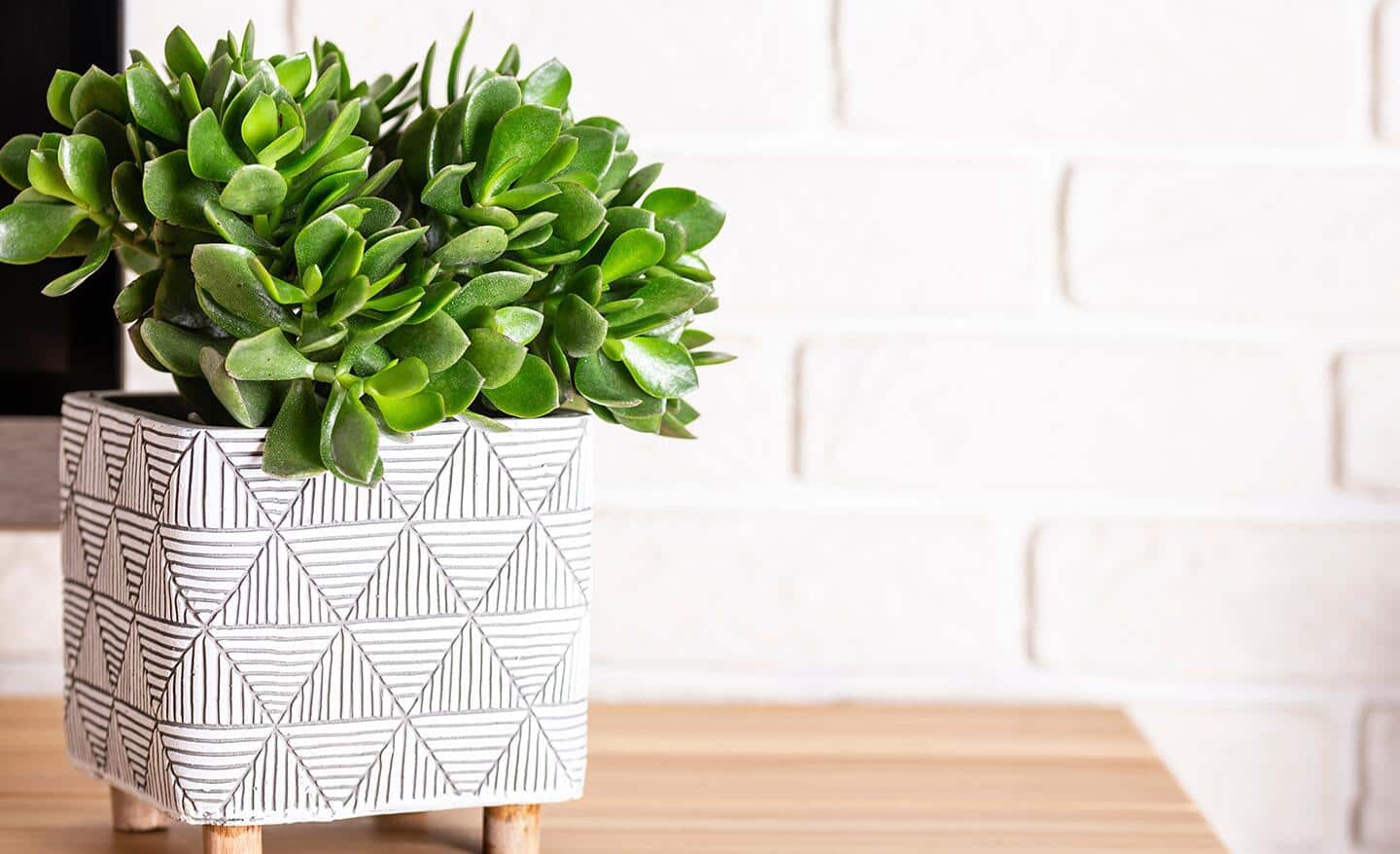 Jade plant in a white decorative container Jade plant in a white decorative container