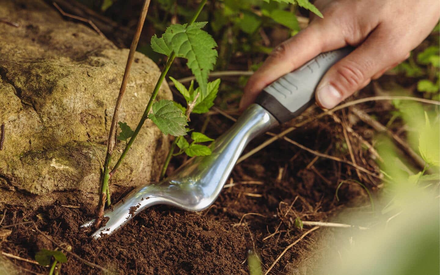 Gardener uses a weeding tool to remove weeds in a garden Gardener uses a weeding tool to remove weeds in a garden