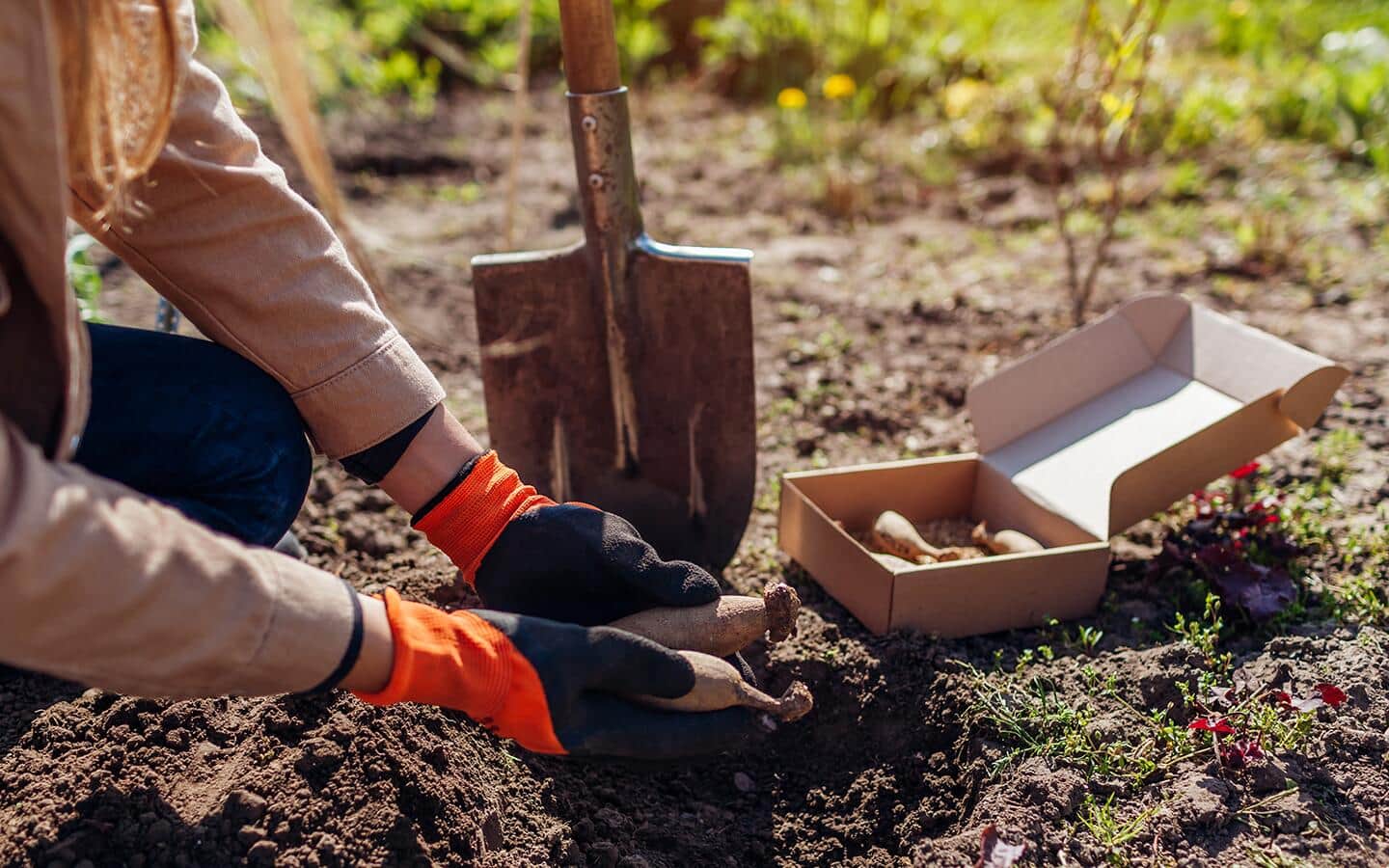 Gardener planting dahlia tubers in a garden bed. 