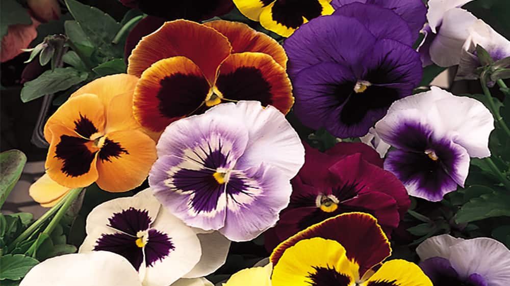 Image for MAKE YOUR GARDEN BURST WITH COLOR