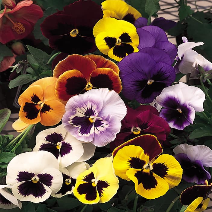 Annuals