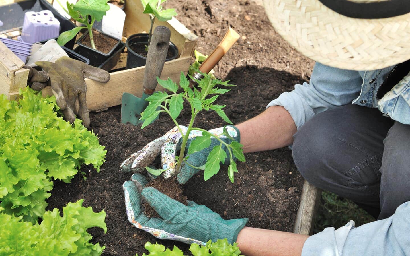 Gardener planting a tomato seedling Gardener planting a tomato seedling