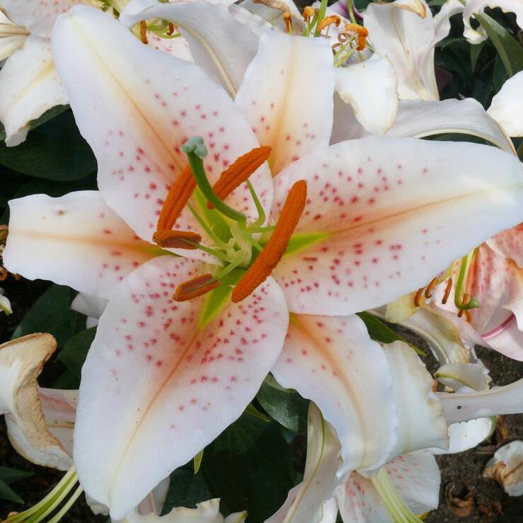 Lilies