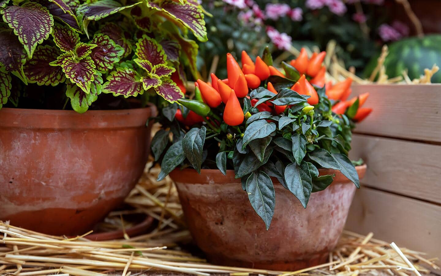 Chile peppers in a terra cotta pot Chile peppers in a terra cotta pot