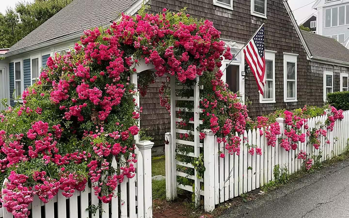 A pink climbing rose plant on an arbor in front of a house A pink climbing rose plant on an arbor in front of a house