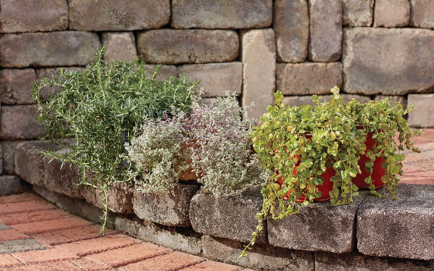 Pots of trailing plants on a paver wall Pots of trailing plants on a paver wall