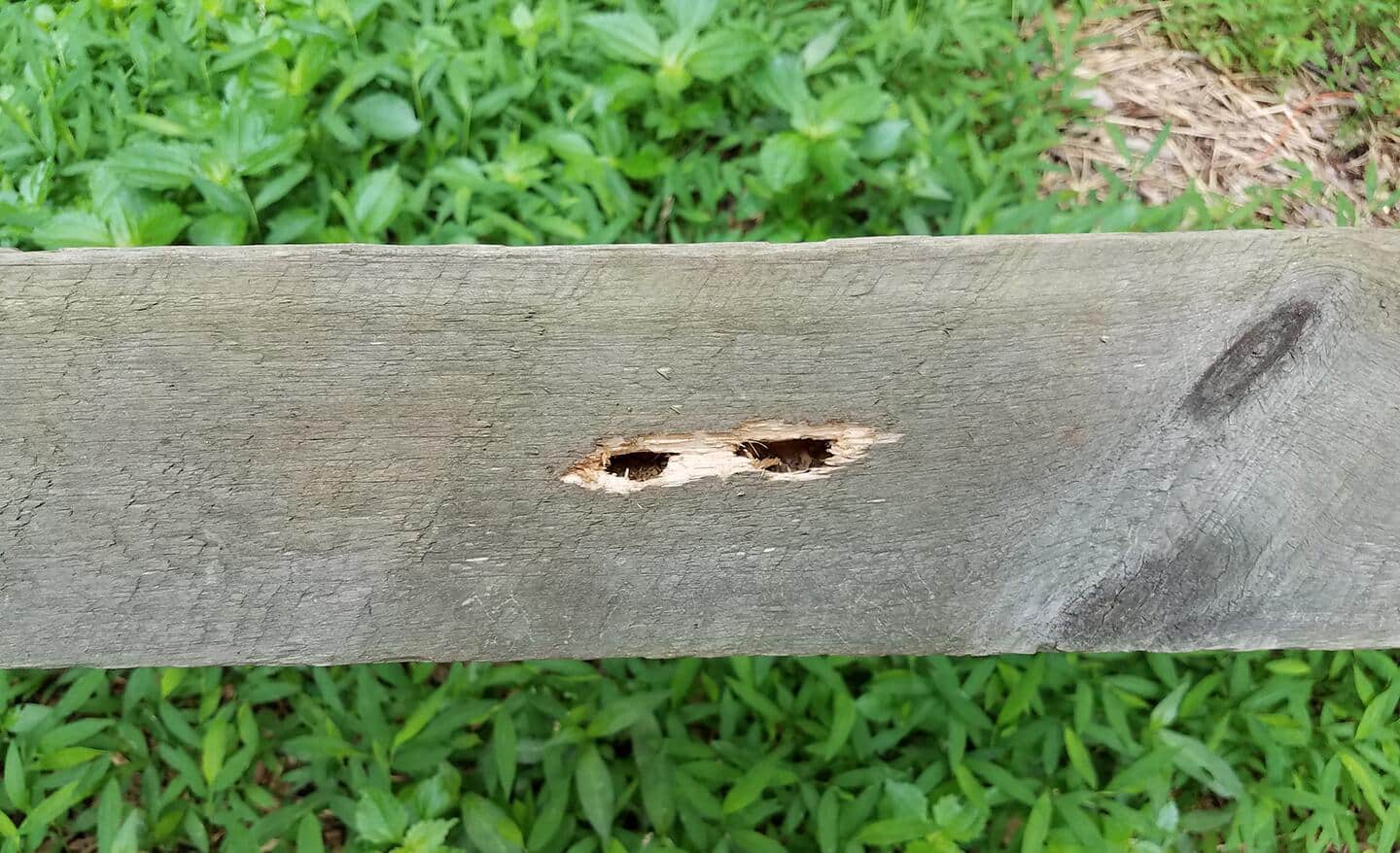 Holes in a wooden plank show signs of carpenter bee infestation.
