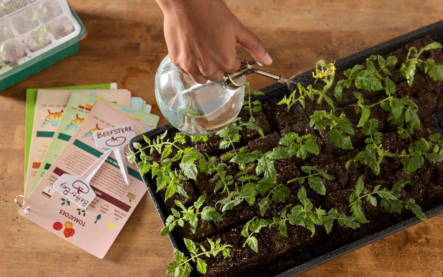 Gardener misting seeds in a tray of seedlings on a table with plant markers and a seed starting kit