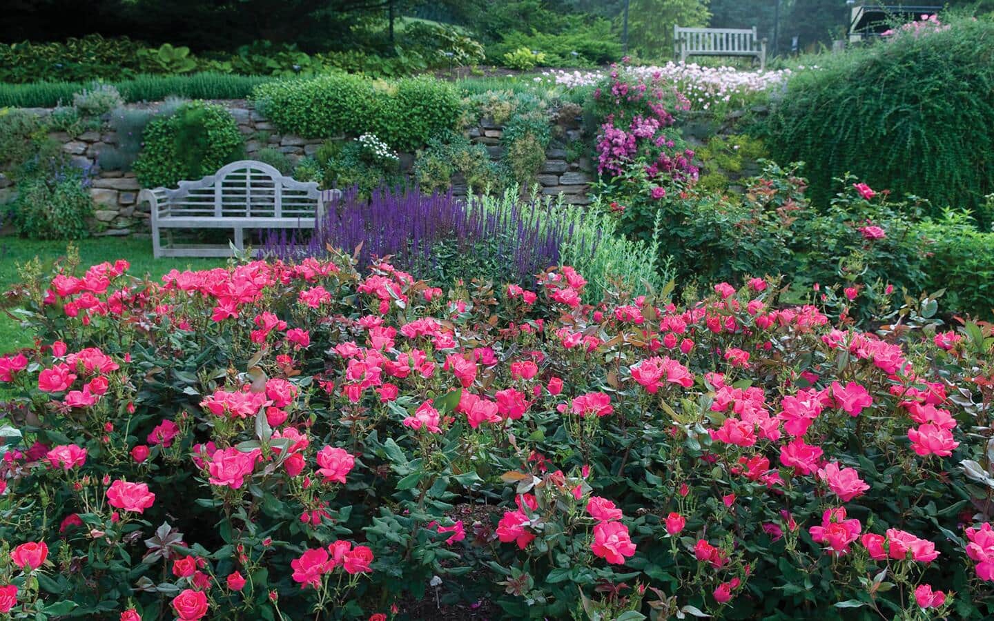 A field of red roses in a garden with a park bench.