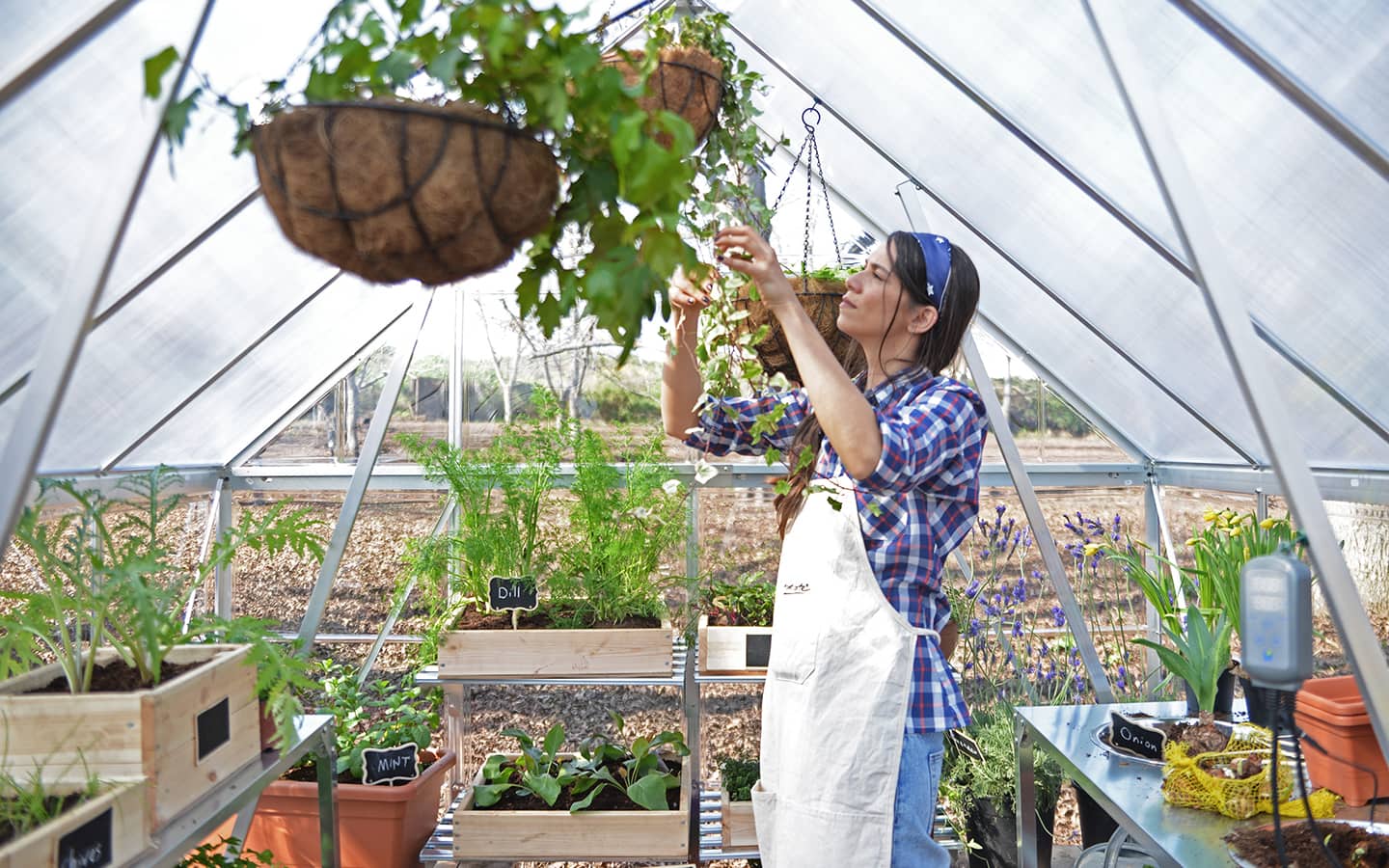 Gardener working on a hanging basket planter in a hobby greenhouse