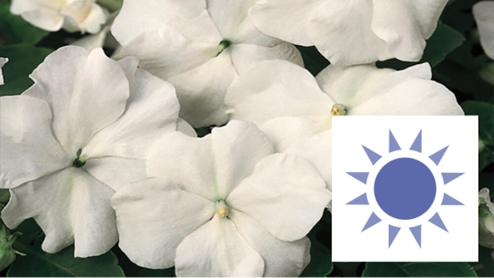 Image for Annuals for Shade