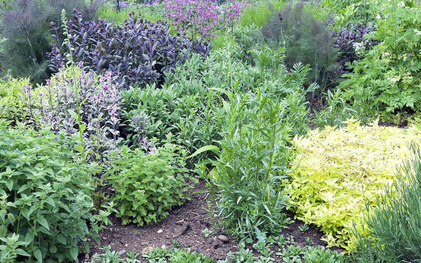 A diverse garden, including multicolored flowers and herbs. A diverse garden, including multicolored flowers and herbs.