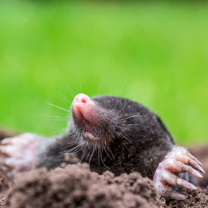 How to Get Rid of Moles & Gophers