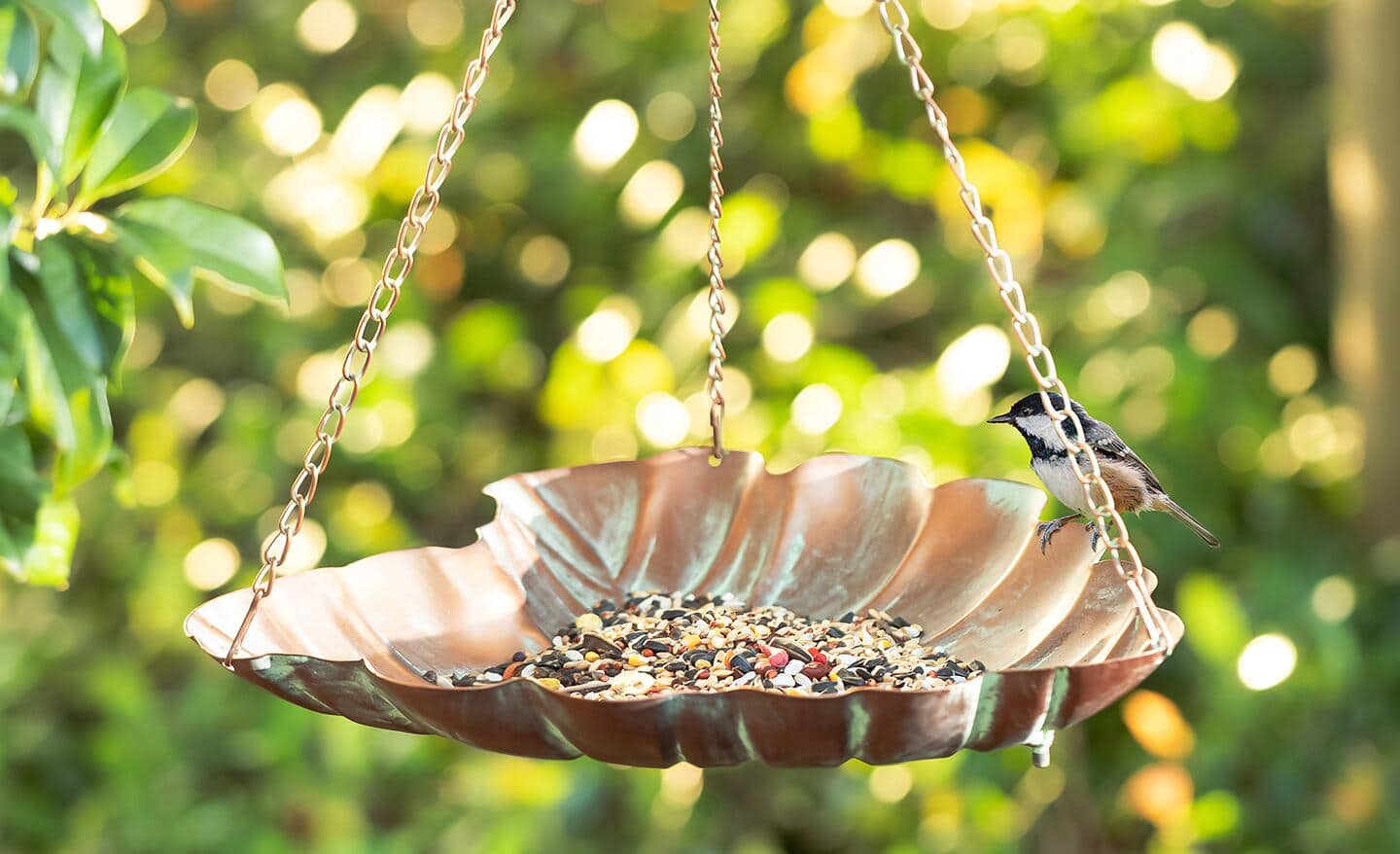 Bird perched on the edge of a tray bird feeder Bird perched on the edge of a tray bird feeder