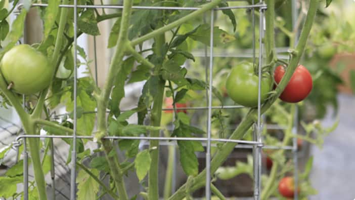 How to Grow Tomatoes