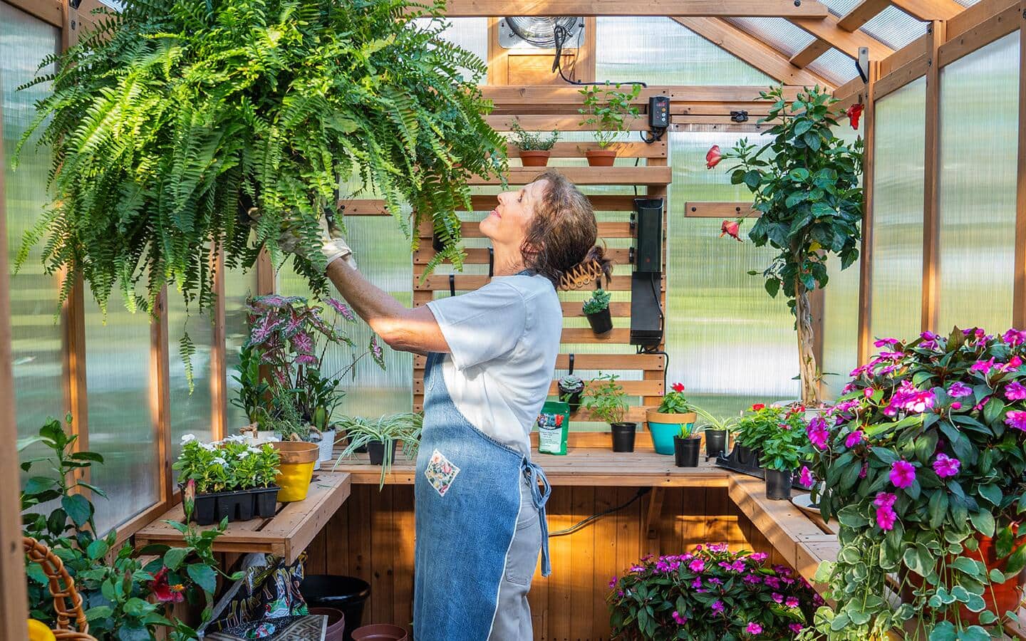 A person cares for a fern inside a greenhouse filled with plants